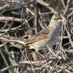 Golden-crowned Sparrow
